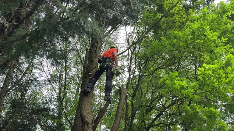 Best Tree Maintenance Programs  in East Norwich, NY