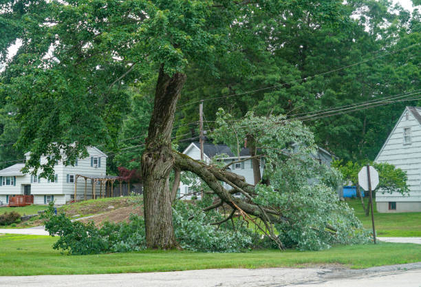 How Our Tree Care Process Works  in  East Norwich, NY