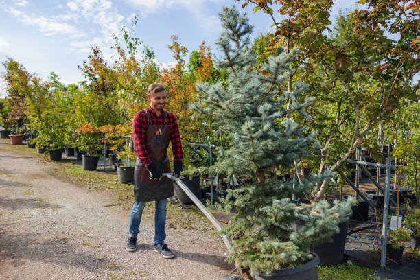 Professional Tree Removal in East Norwich, NY